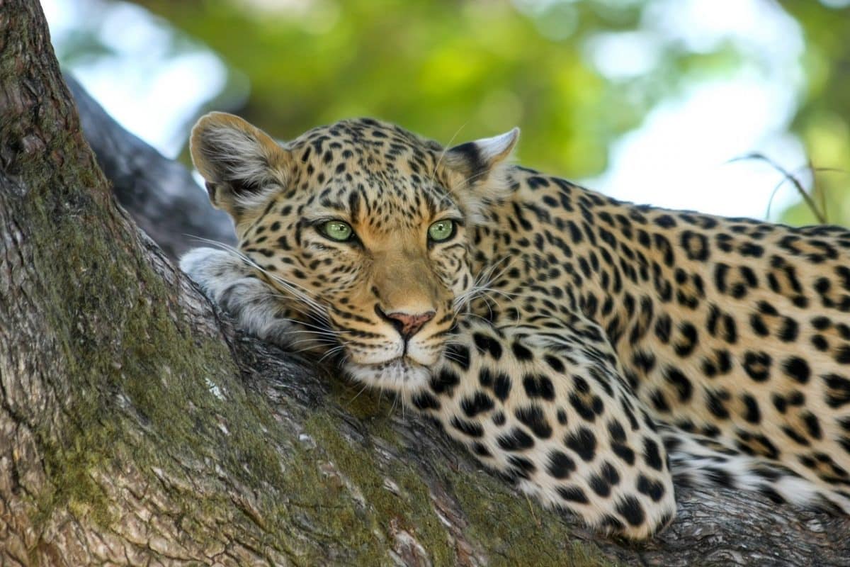 Léopard couché sur une branche dans la savane est-africaine