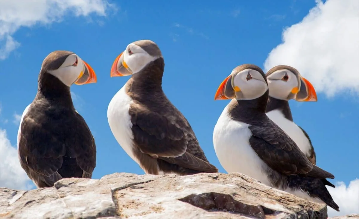 Macareux moine au bec orange posé sur une falaise herbeuse d'Islande