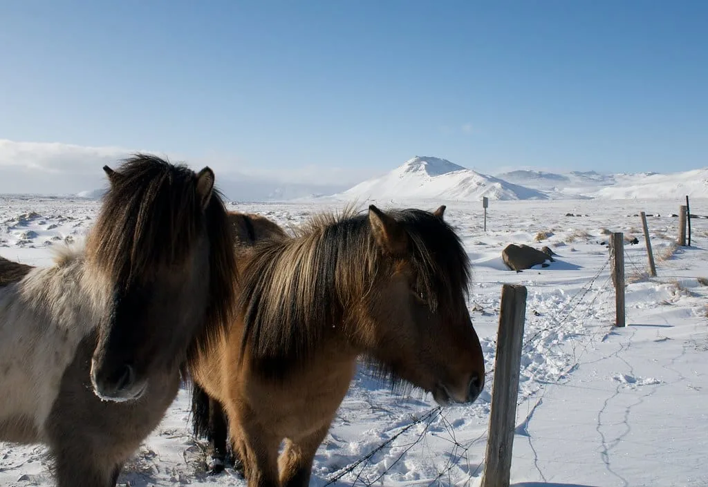 Cheval islandais bai à crinière épaisse dans un pâturage d'Islande