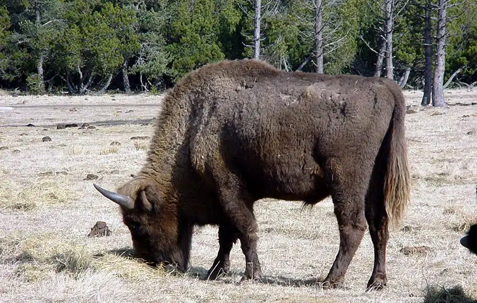 Bison d'Europe adulte en train de brouter dans une clairière