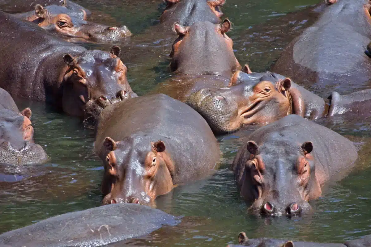 Groupe d'hippopotames à demi immergés dans une rivière