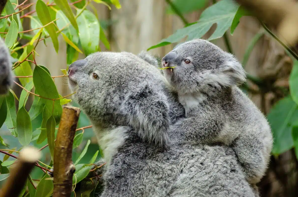Koala accroché à une fourche d'eucalyptus, les yeux mi-clos