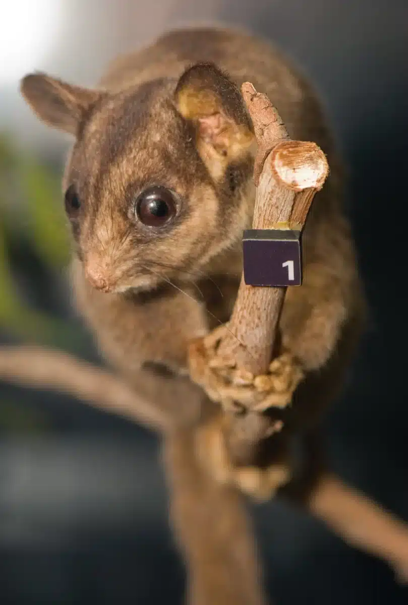 Petit phalanger de Leadbeater agrippé à un tronc d'eucalyptus, la nuit
