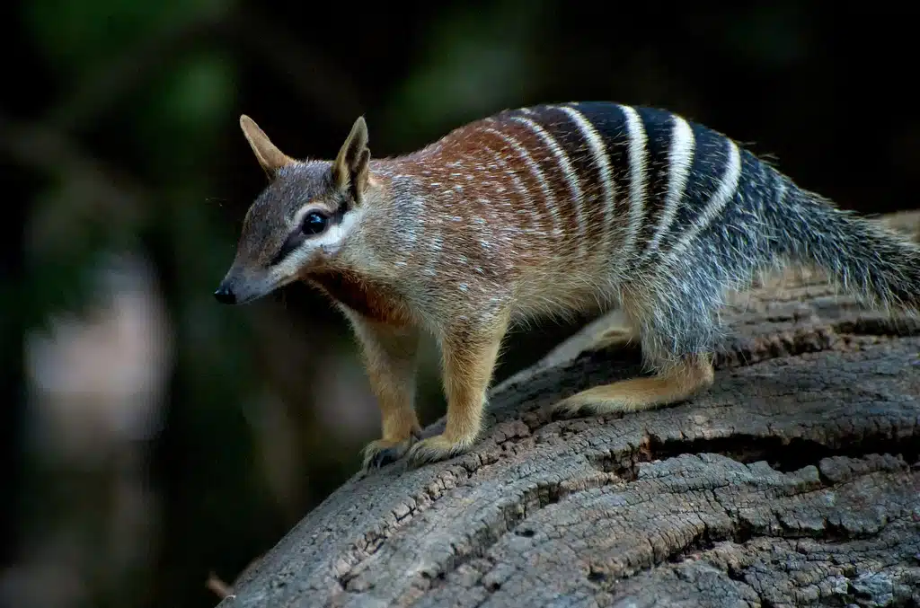 Numbat au pelage roux rayé de blanc, dressé sur ses pattes avant