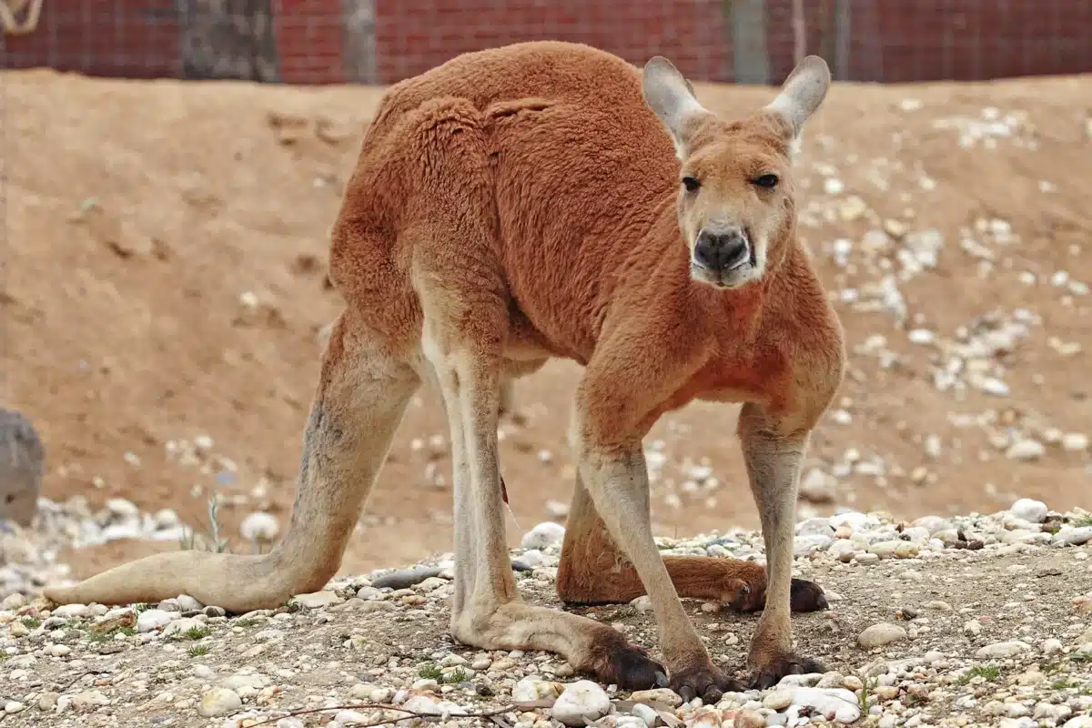 Kangourou roux dressé sur ses pattes arrière, queue posée au sol