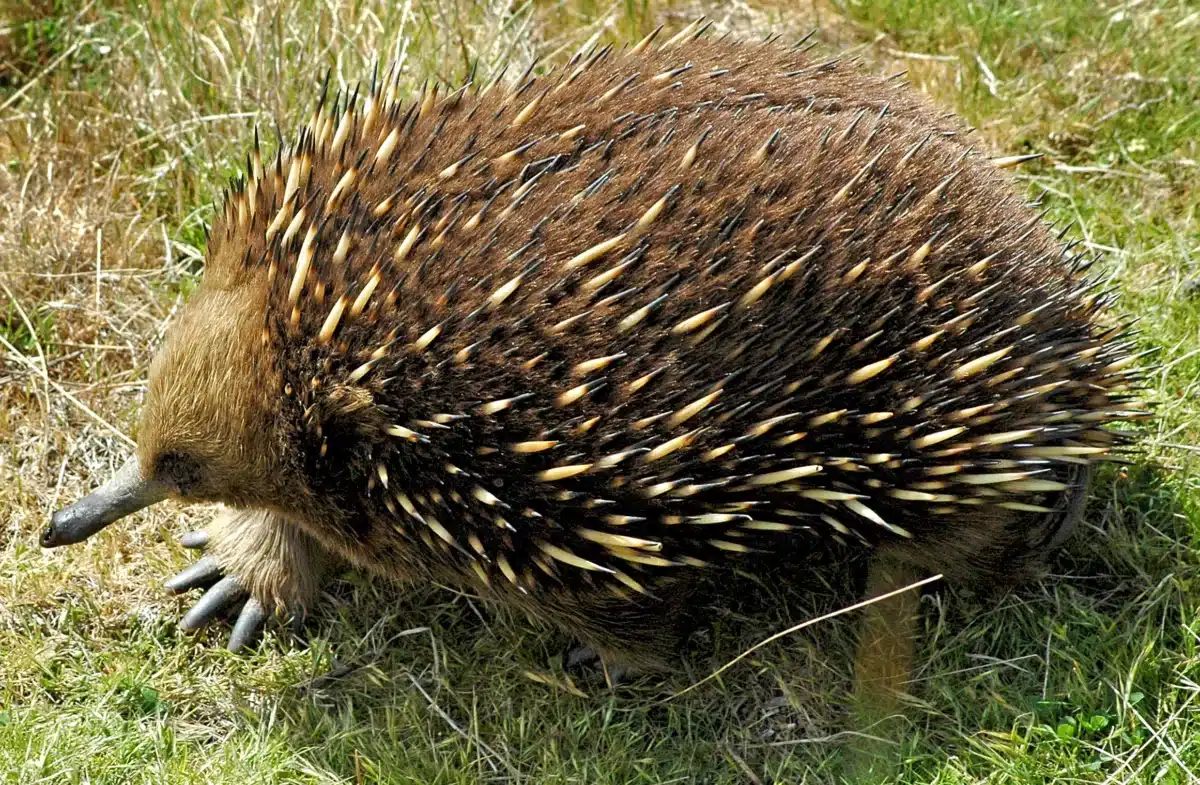 Échidné à nez court hérissé de piquants, museau au ras du sol en Tasmanie