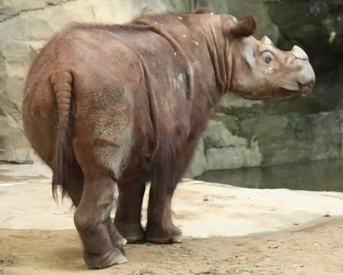 Rhinocéros de Sumatra au pelage roussâtre dans un enclos boisé