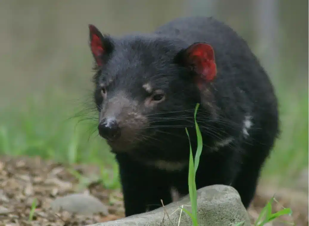 Diable de Tasmanie au pelage noir, gueule ouverte sur ses dents