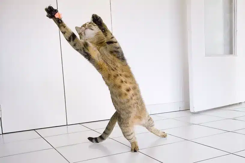 Chien bondissant en l'air pour intercepter une balle