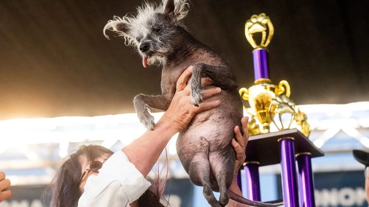 Chien chinois à crête sans poils aux pattes arrière déformées, gueule ouverte