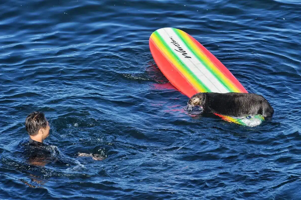 Une loutre de mer installée sur une planche de surf au large de Santa Cruz