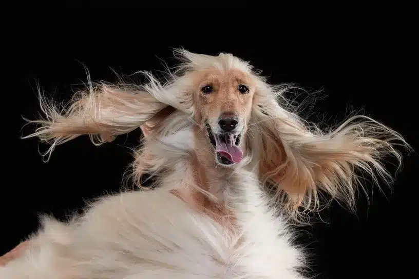 Chien pris dans une attitude théâtrale, museau levé