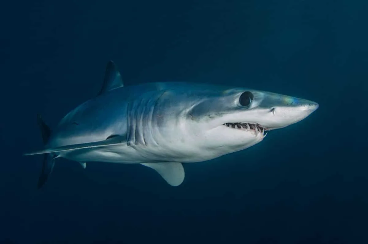 Grand requin blanc nageant sous la surface, gueule entrouverte