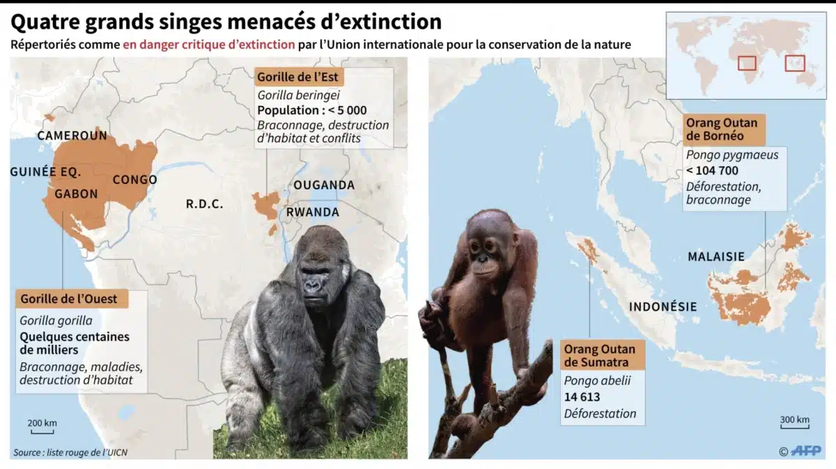 Gorille adulte assis dans la végétation dense d'une forêt africaine