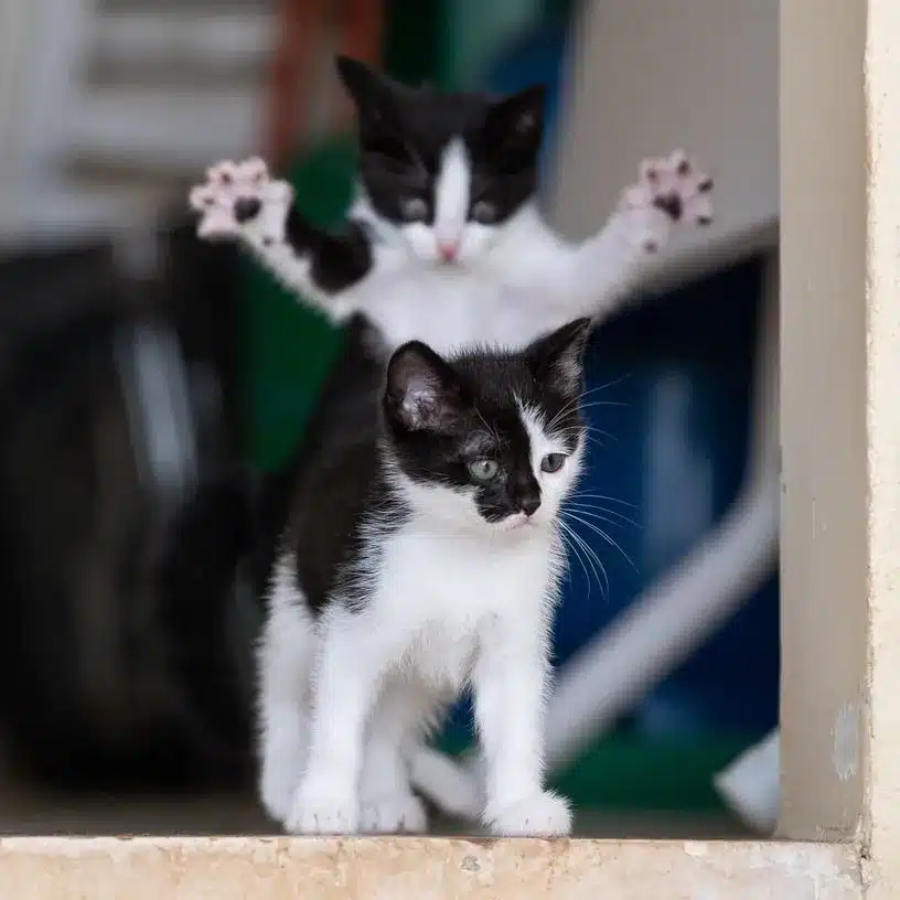 Animal saisi en pleine réaction de surprise devant l'objectif