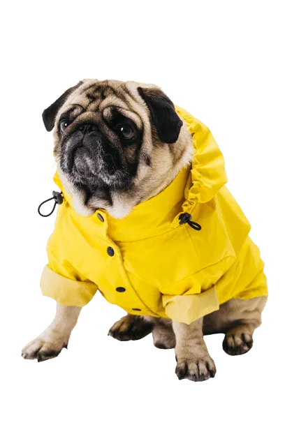 Une question d'organisation : préparation du voyage Chien portant un manteau de pluie, prêt pour un départ en voyage