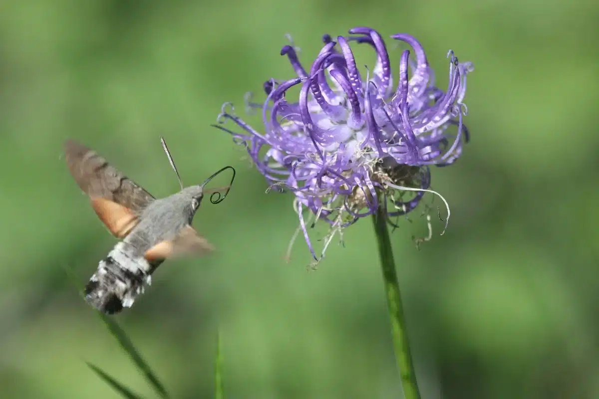 Moro-sphinx en vol stationnaire, trompe déployée dans une fleur de raiponce