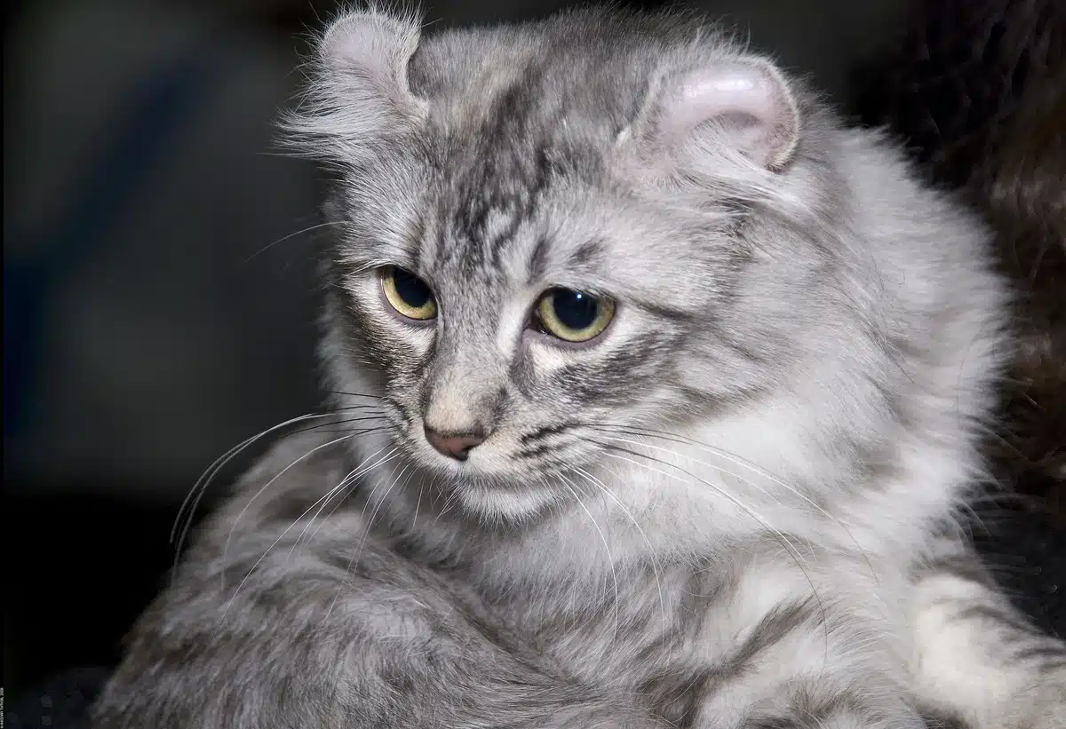 Chat American Curl aux oreilles recourbées vers l'arrière, assis de profil
