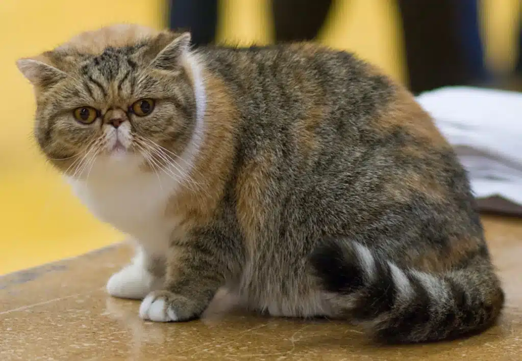 Exotic Shorthair bleu à face ronde et poil court
