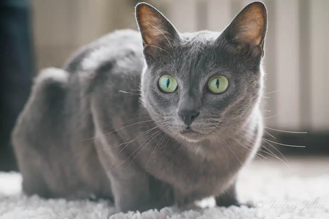 Chat Korat au pelage bleu argenté et aux grands yeux verts