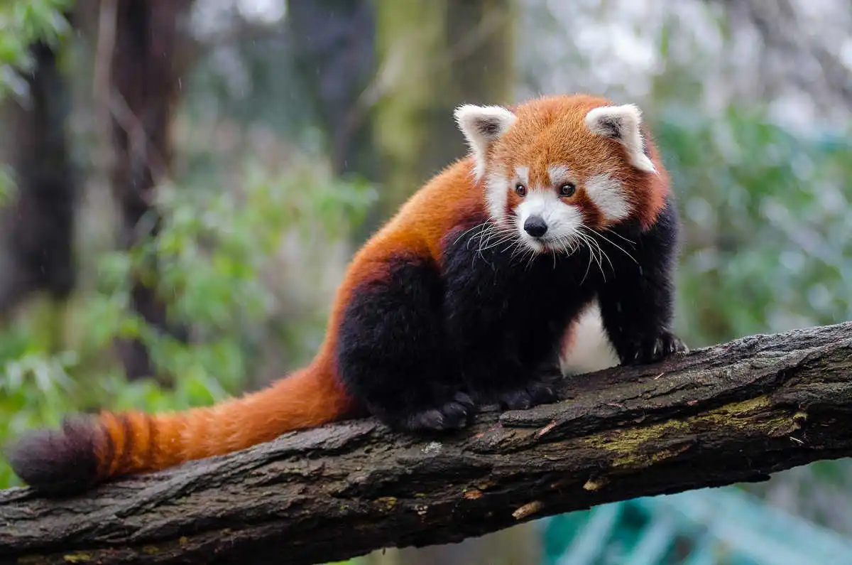 Panda roux au pelage roux et blanc, agrippé à une branche dans une forêt de montagne