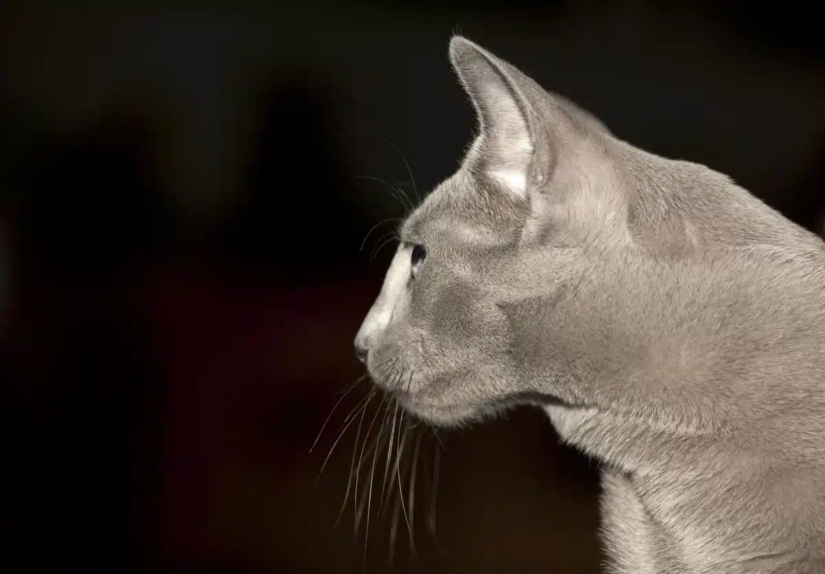 Chat Bleu Russe au pelage gris bleuté et aux yeux verts