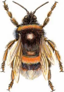 Bourdon velu noir et jaune posé sur une fleur, abdomen chargé de pollen