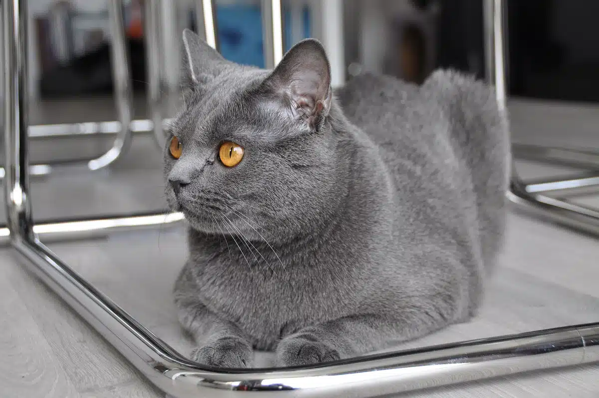Chartreux adulte au poil laineux gris bleu, regard cuivré