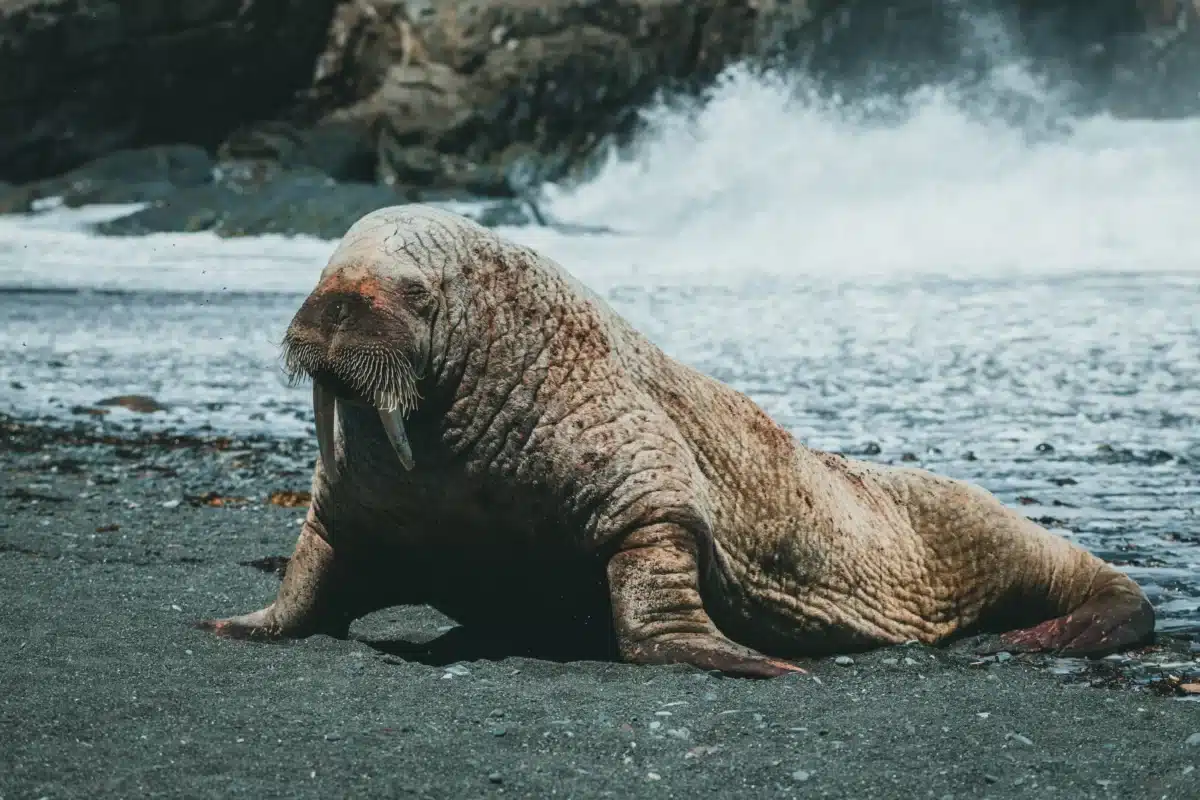 Un morse adulte allongé sur la glace, longues défenses ivoire et peau plissée