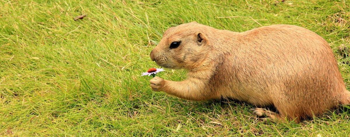 Marmotte dressée sur ses pattes arrière au bord de son terrier en pelouse d'altitude