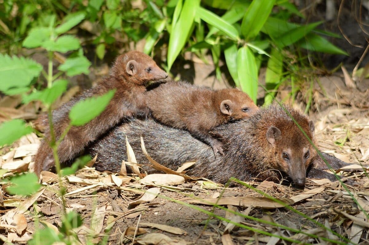 Une belette dressée dans l'herbe, pelage brun et ventre clair