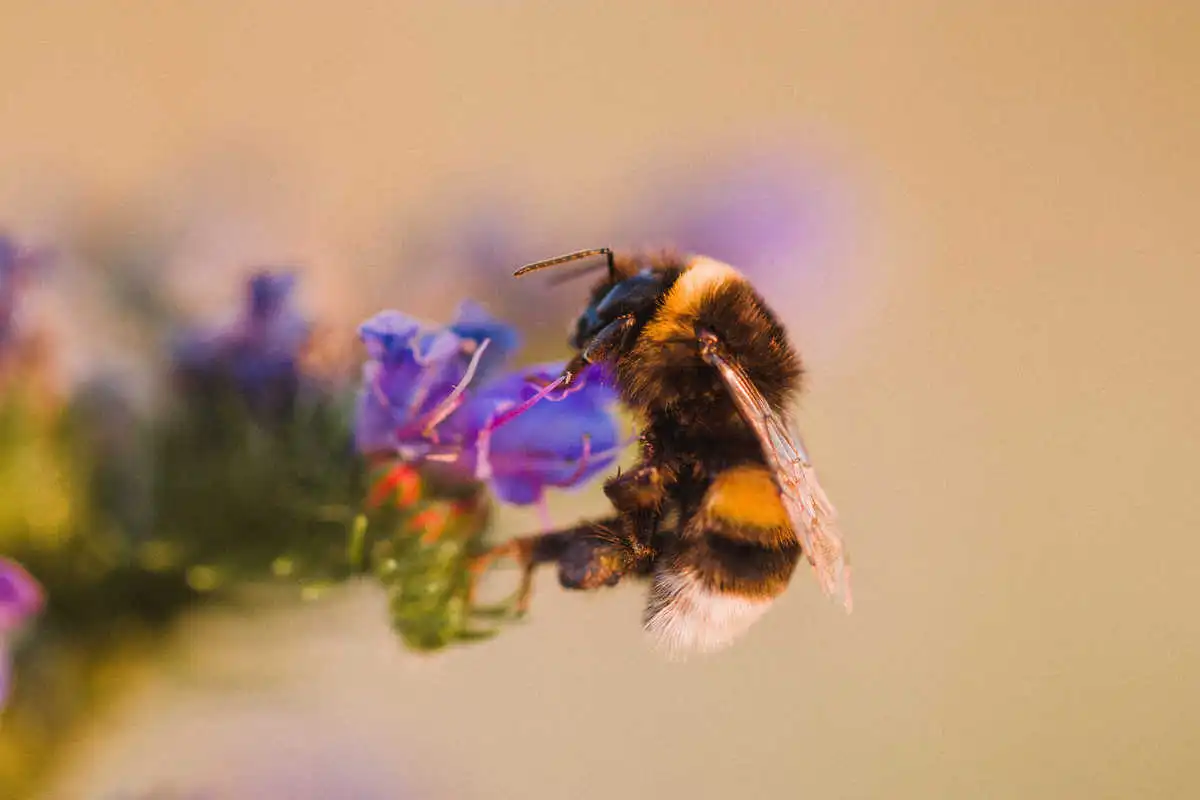 Un bourdon posé sur une main humaine, ailes repliées et corps poilu bien visible