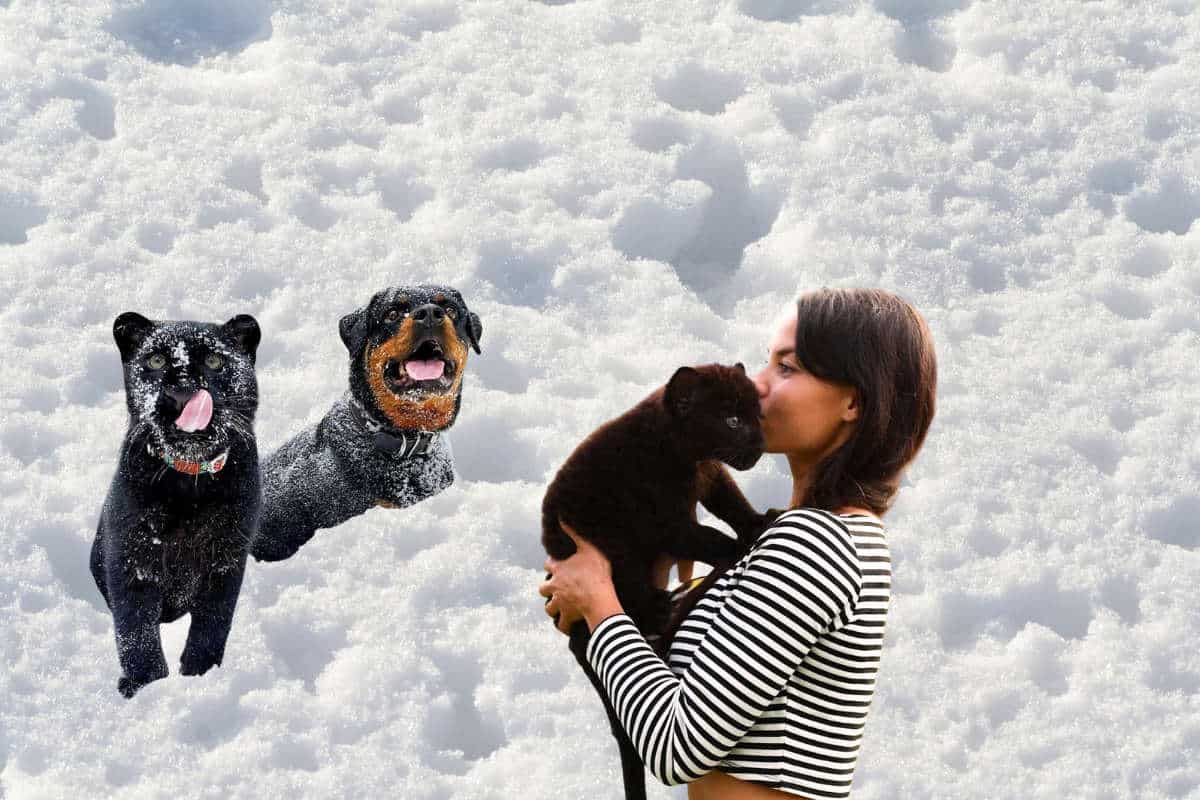 Une panthère noire et un rottweiler couchés côte à côte dans la neige