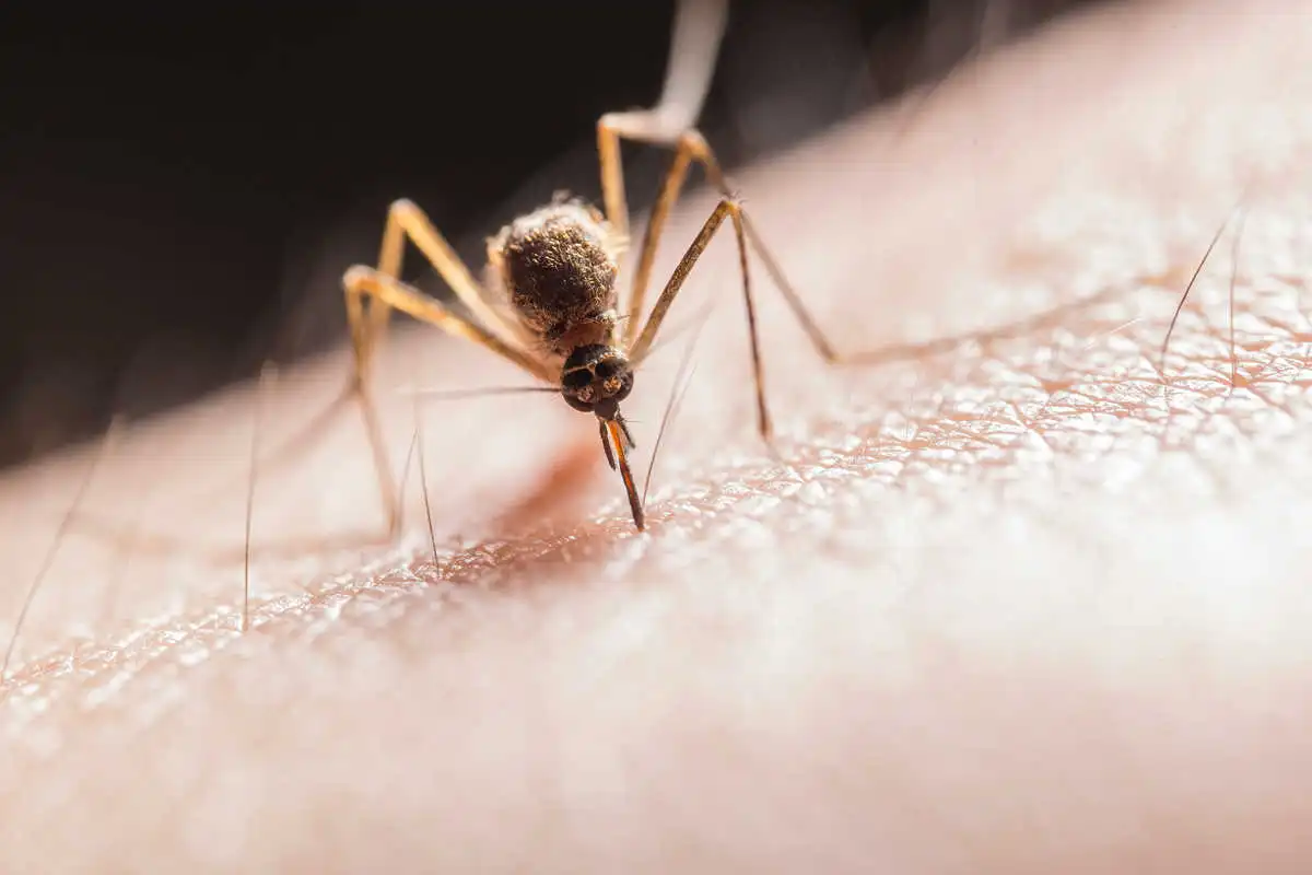 Gros plan sur un moustique posé sur une peau humaine, abdomen gorgé de sang