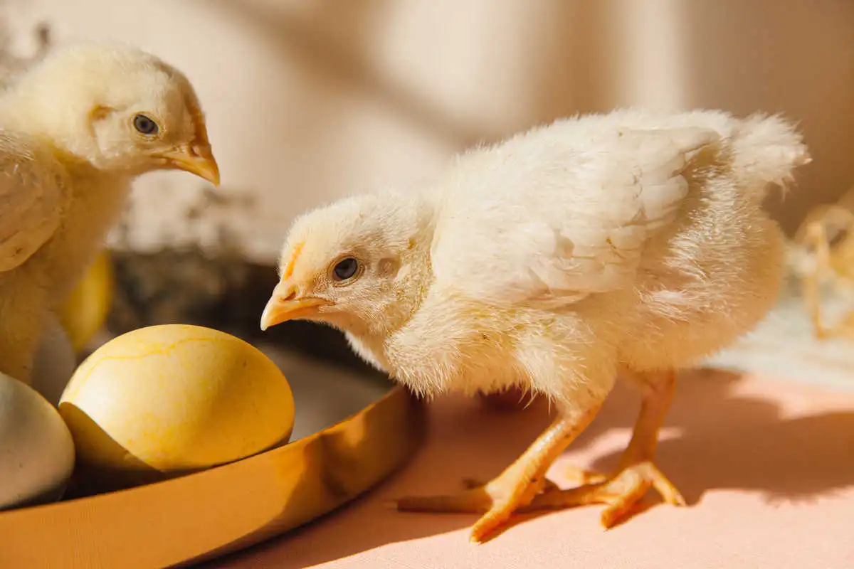 Poussin duveteux à côté d'un œuf, sur de la paille