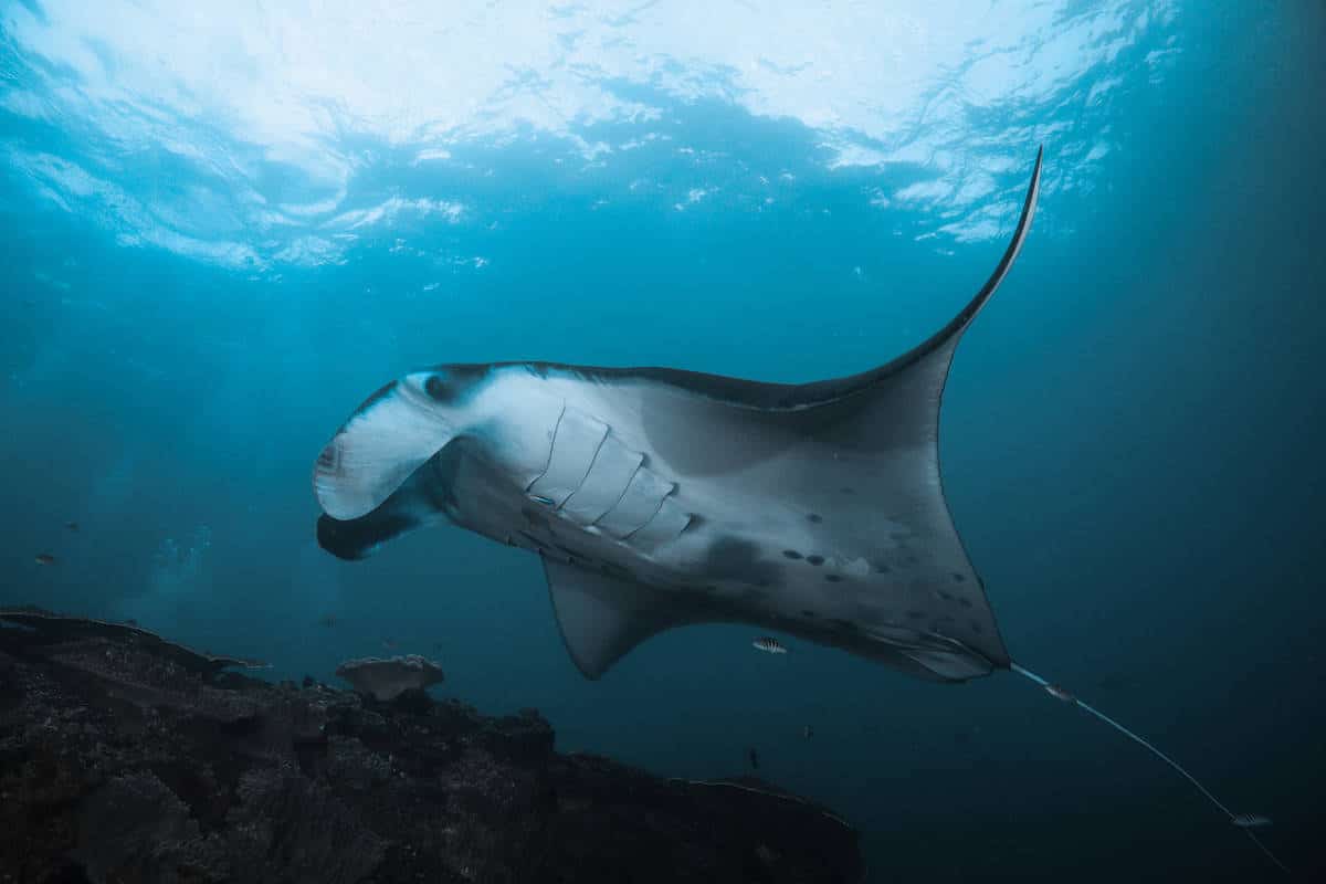 Raie manta nageant en pleine eau, vue de dessous, nageoires pectorales déployées