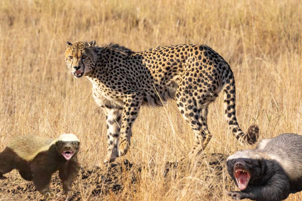 Un ratel au pelage noir et gris marchant dans la savane sèche