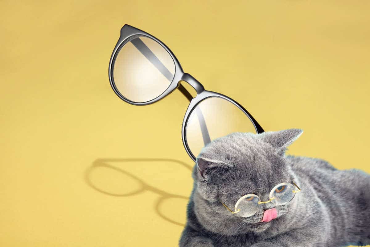 Chat aux yeux grands ouverts observant attentivement quelque chose hors champ