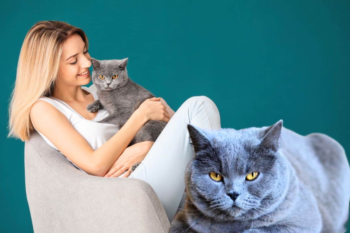 Chat domestique tigré assis sur un rebord, regardant vers l'extérieur