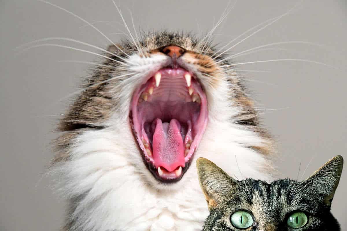 Chat attentif assis face à son maître, regard fixé sur sa main