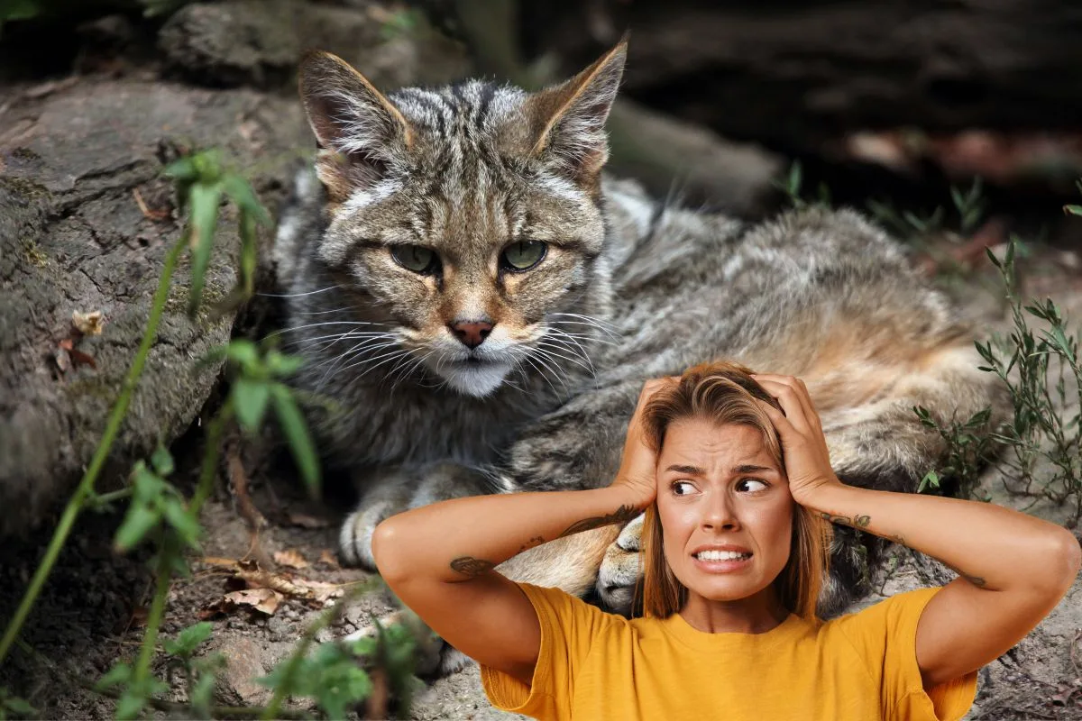 Chat forestier au pelage gris ocre, queue épaisse annelée, dans un sous-bois