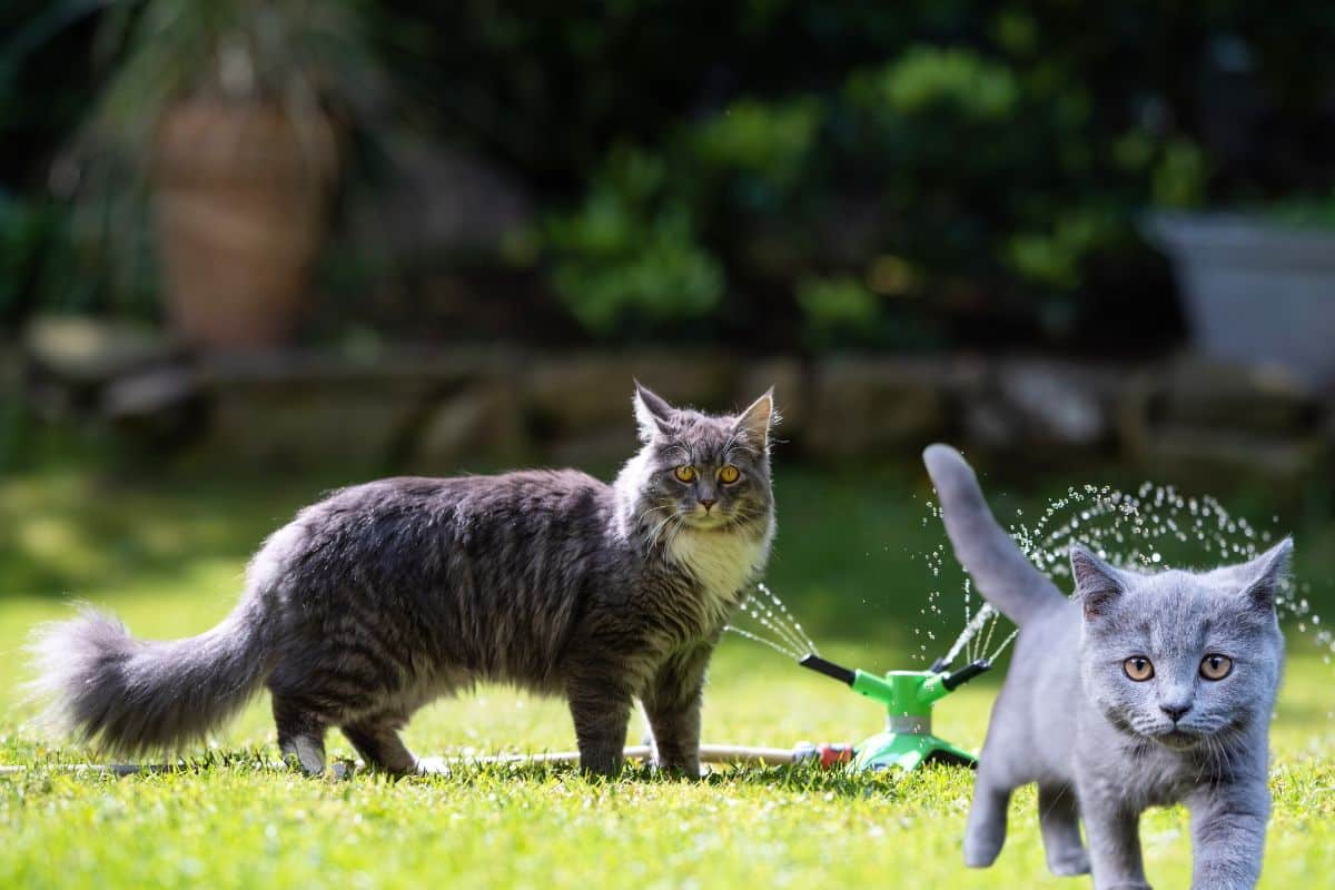 Chat roux couché à l'ombre sur une terrasse de jardin en été