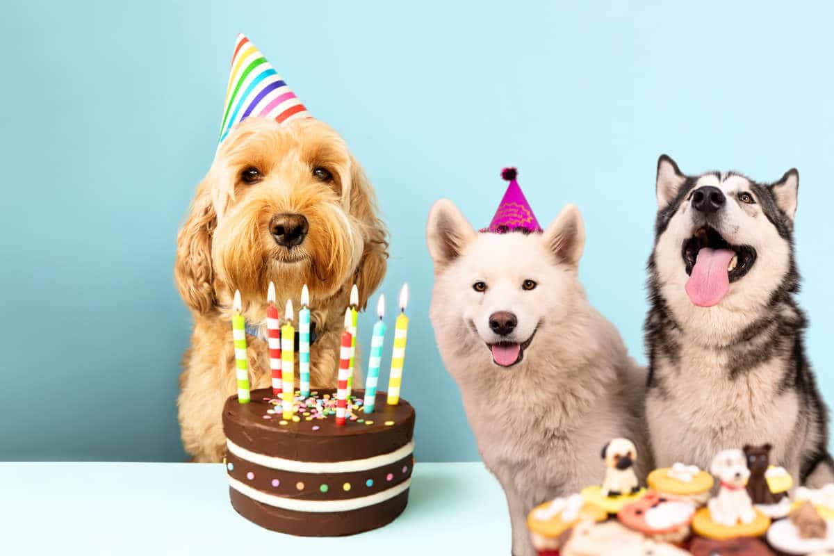 Chien et son maître lors d'une démonstration en plein air dans un club canin