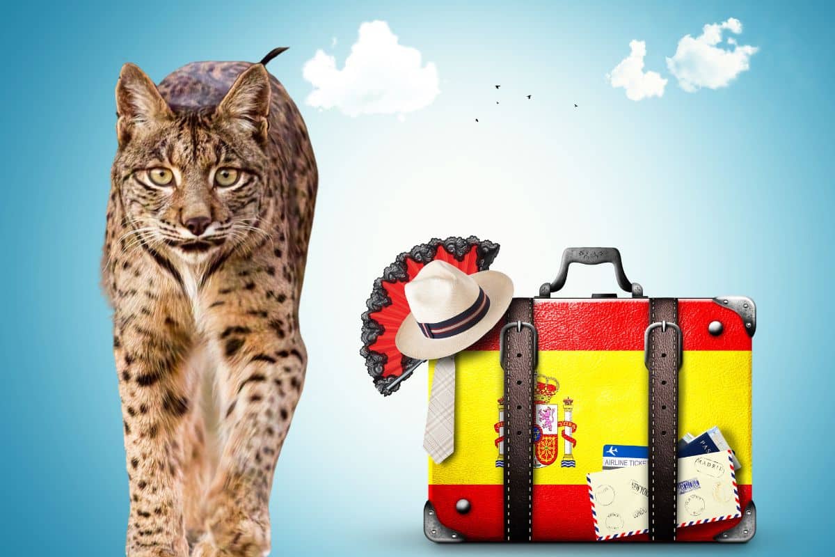 Lynx ibérique aux yeux dorés et aux oreilles à pinceaux noirs, dans la végétation basse
