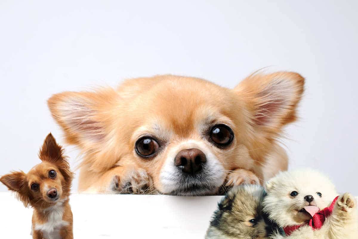 Petit chien assis dans l'herbe, tête levée vers l'objectif