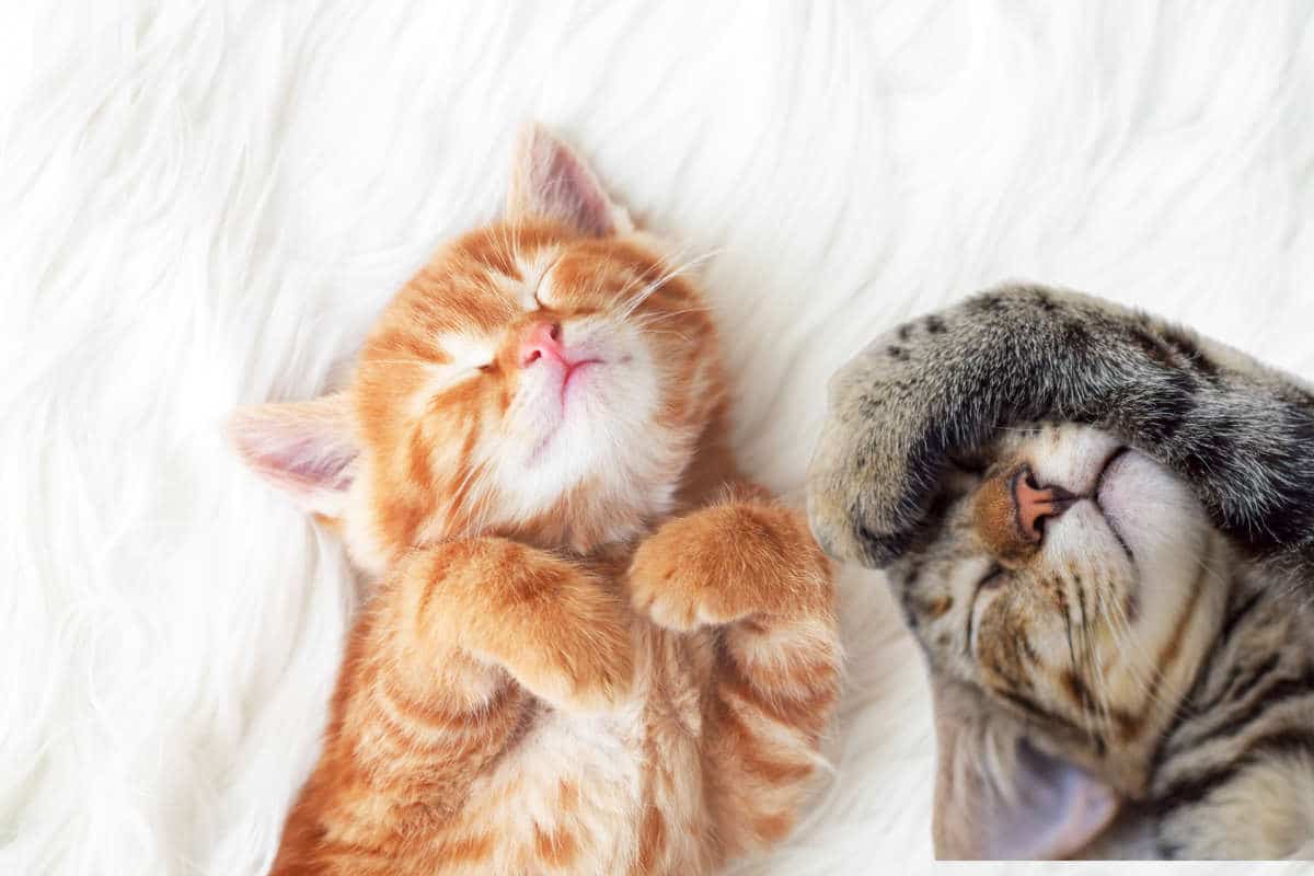 Chat allongé les yeux mi-clos, gorge en mouvement pendant un ronronnement
