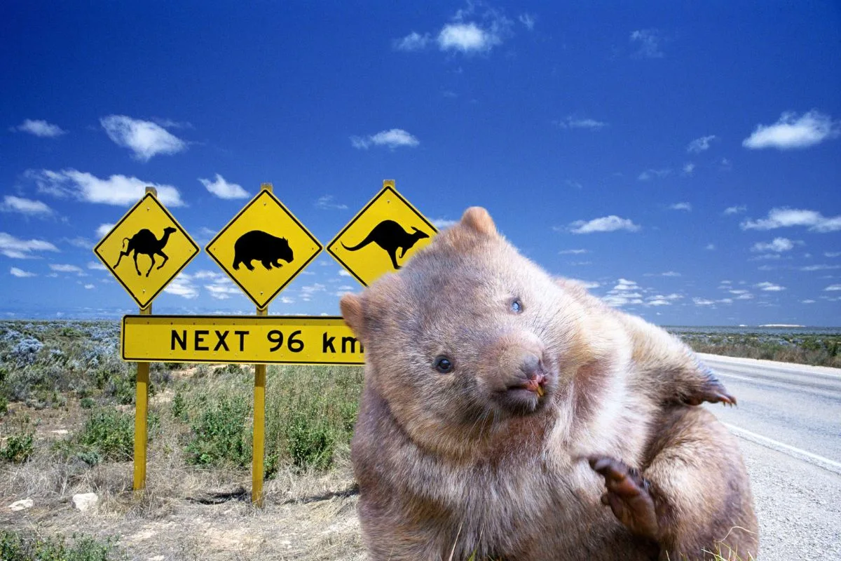 Un wombat brun trapu, tête large et pattes courtes, marchant sur un sol d'herbe rase