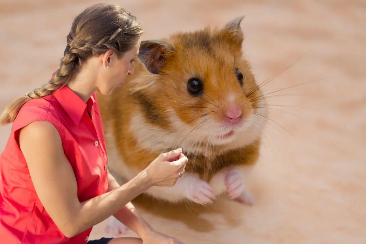 Hamster nain au pelage gris clair posé sur une litière de copeaux