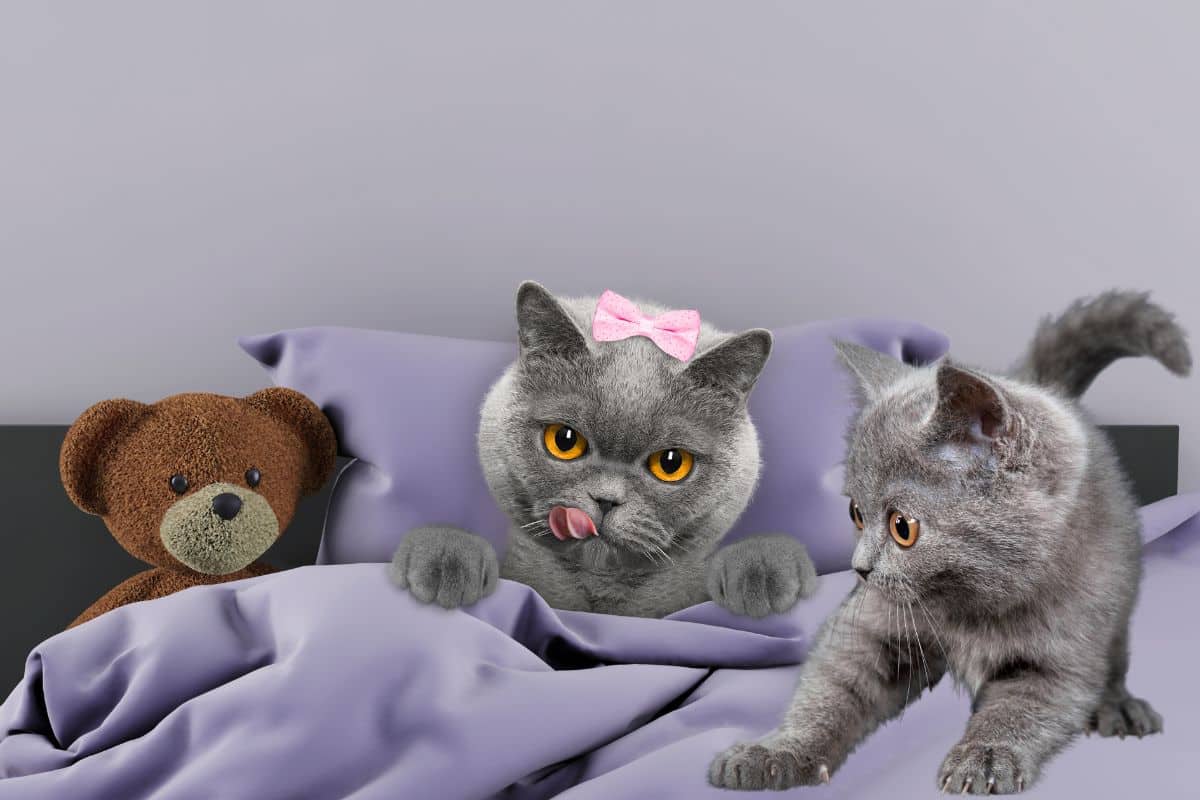 Chat roulé en boule endormi sur un plaid, oreilles encore orientées