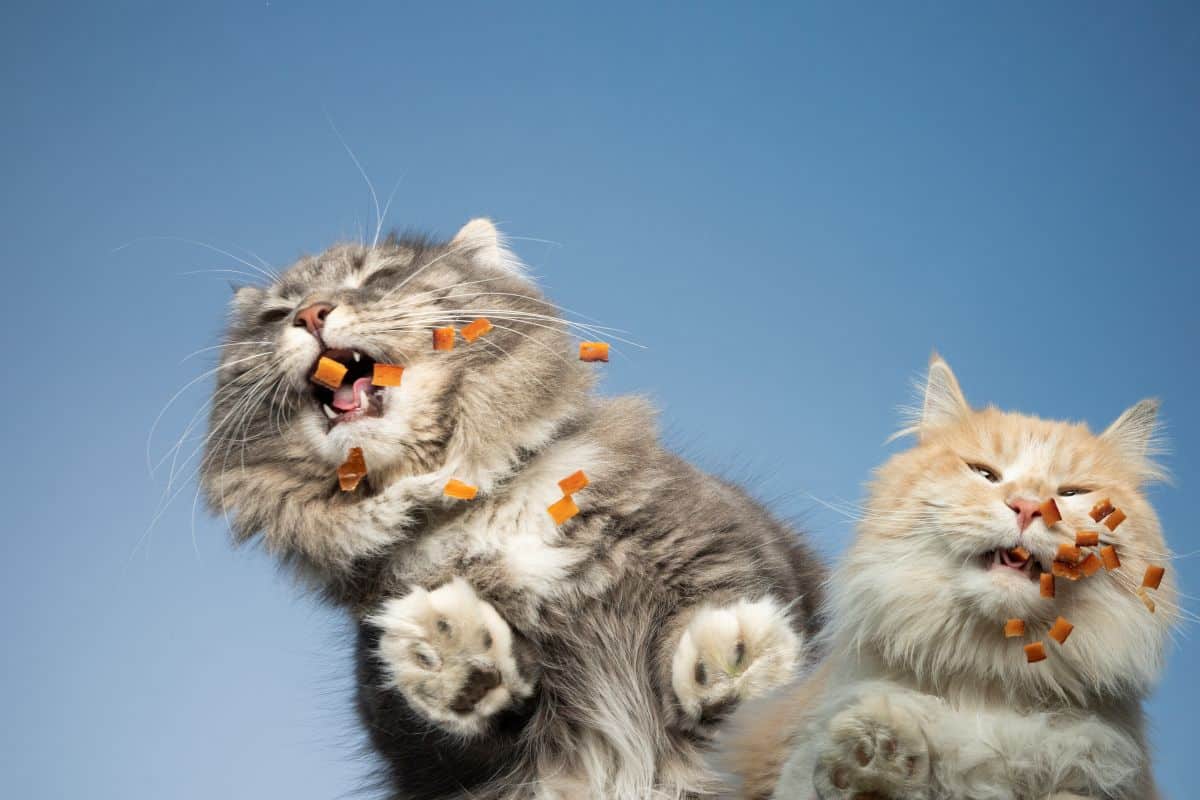 Chat qui inspecte un plan de travail où sont posés des aliments du quotidien